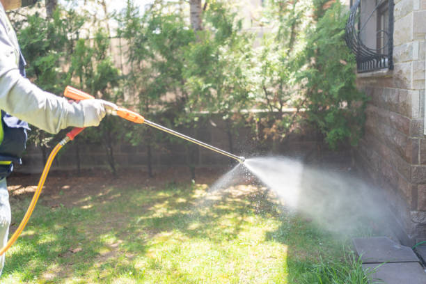 Best Wasp Removal Services  in Oreana, IL