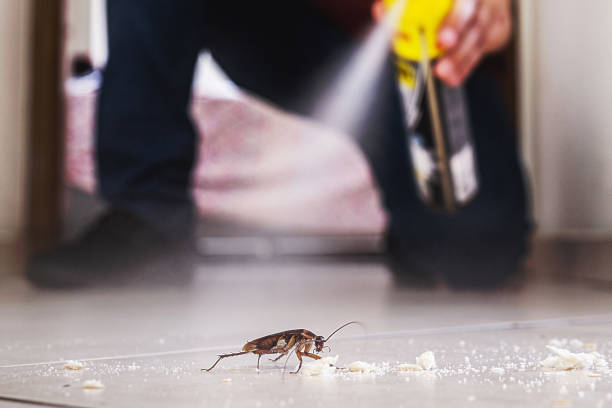 Best Rodent Control Near Me  in Oreana, IL